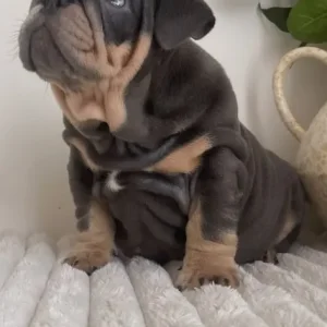 English Bulldog Puppies from a loving family in Denbighshire, Wales - Image 6