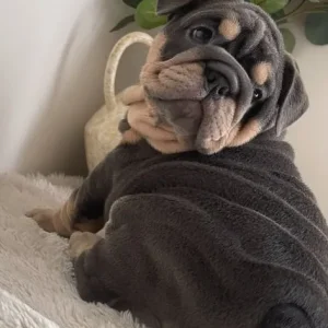 English Bulldog Puppies from a loving family in Denbighshire, Wales - Image 7