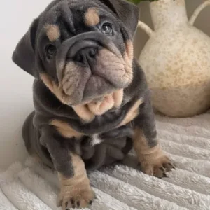 English Bulldog Puppies from a loving family in Denbighshire, Wales - Image 8