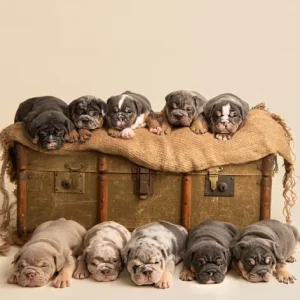 English Bulldog Puppies from a loving family in Denbighshire, Wales