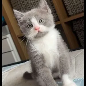 BSH Kitten for Adoption - Image 2