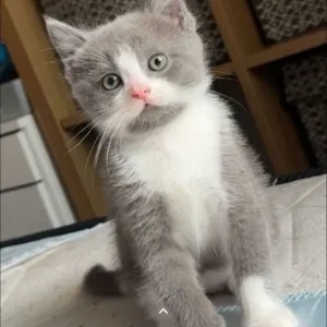 BSH Kitten for Adoption