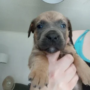 Rhodesian Ridgeback cross staffy puppies - Image 2