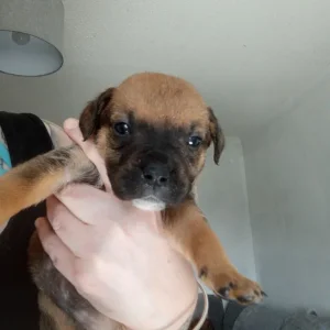 Rhodesian Ridgeback cross staffy puppies - Image 3