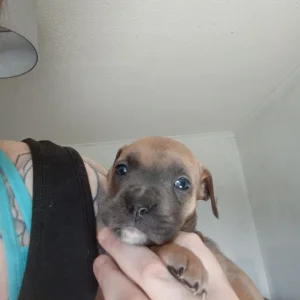 Rhodesian Ridgeback cross staffy puppies - Image 4