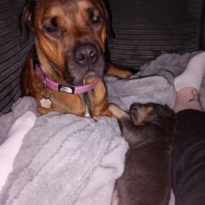 Rhodesian Ridgeback cross staffy puppies - Image 6