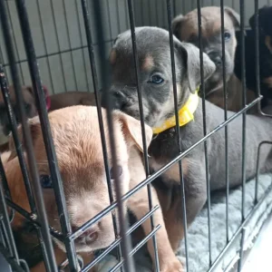 Rhodesian Ridgeback cross staffy puppies