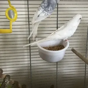 Budgies and their cage
