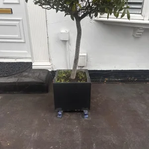 Tall Laurel/Bay tree in pot - Image 3