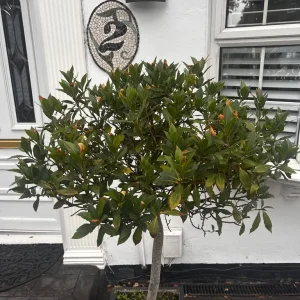 Tall Laurel/Bay tree in pot - Image 4