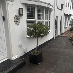 Tall Laurel/Bay tree in pot - Image 5