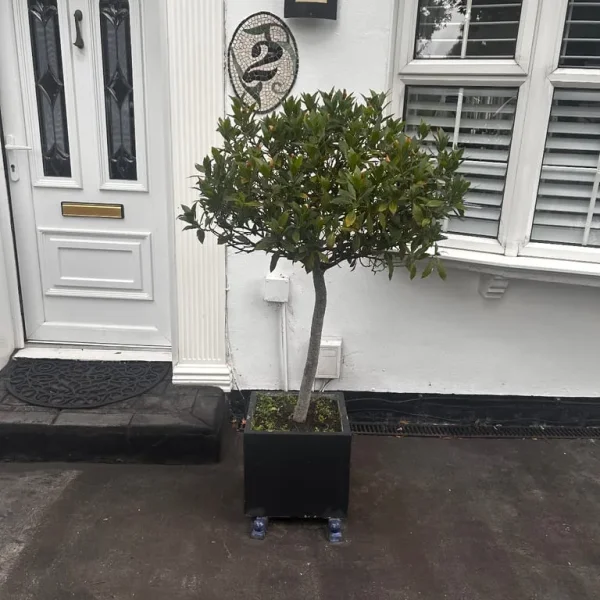 Tall Laurel/Bay tree in pot