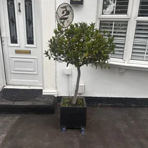 Tall Laurel/Bay tree in pot