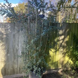 9ft Ceanothus 'Yankee Point' on bamboo frame - Image 2