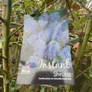 9ft Ceanothus 'Yankee Point' on bamboo frame - Image 3