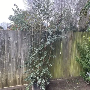 9ft Ceanothus 'Yankee Point' on bamboo frame