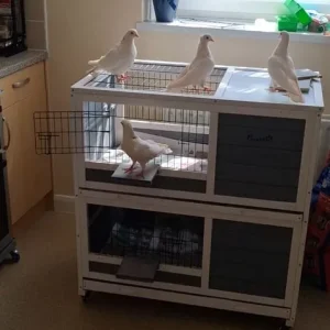 Highflyer Armenian Pigeons with cage