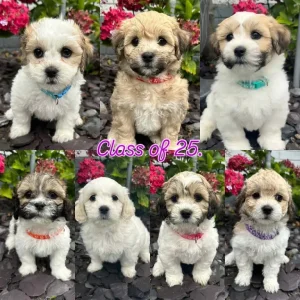 Lachon pups - Image 2