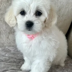 Lachon pups - Image 3