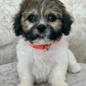 Lachon pups - Image 4