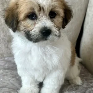 Lachon pups - Image 5