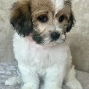 Lachon pups - Image 6