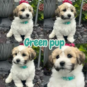 Lachon pups - Image 7