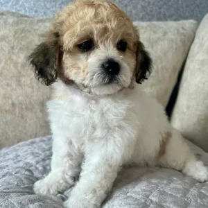 Lachon pups - Image 8