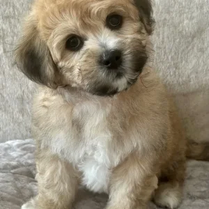 Lachon pups