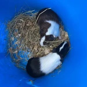 Baby Guinea Pigs - Image 2