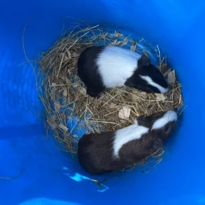 Baby Guinea Pigs - Image 3