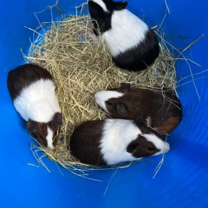 Baby Guinea Pigs