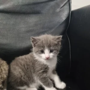 two nine-week-old kittens looking for a good home - Image 2