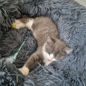 two nine-week-old kittens looking for a good home - Image 4