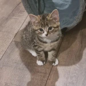 two nine-week-old kittens looking for a good home - Image 5