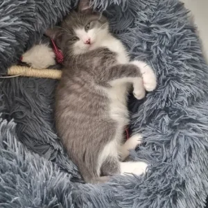 two nine-week-old kittens looking for a good home - Image 6