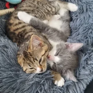 two nine-week-old kittens looking for a good home - Image 8