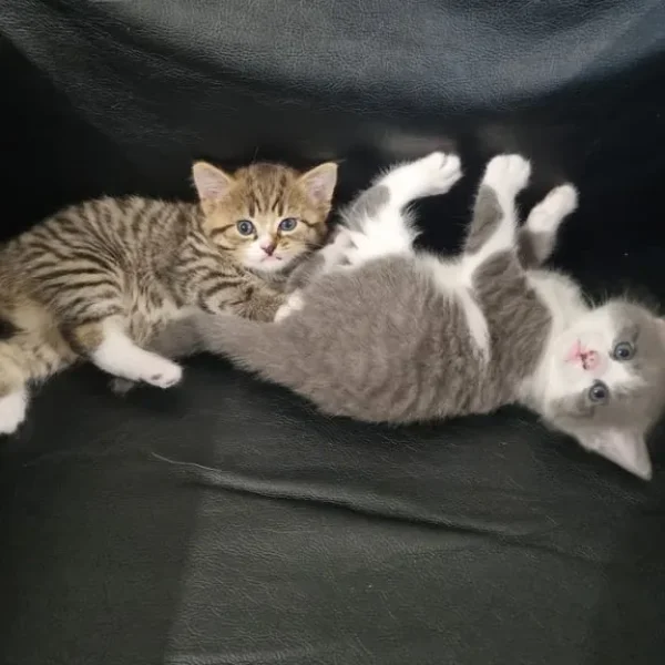 two nine-week-old kittens looking for a good home