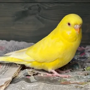 Baby budgies, May/June hatch, aviary bred - Image 2