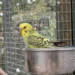 Baby budgies, May/June hatch, aviary bred - Image 3
