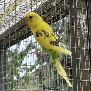 Baby budgies, May/June hatch, aviary bred - Image 4