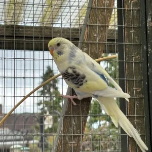 Baby budgies, May/June hatch, aviary bred - Image 5