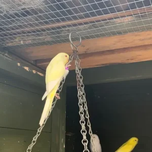 Baby budgies, May/June hatch, aviary bred - Image 6