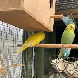 Baby budgies, May/June hatch, aviary bred - Image 7