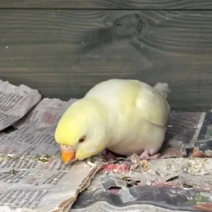 Baby budgies, May/June hatch, aviary bred - Image 8