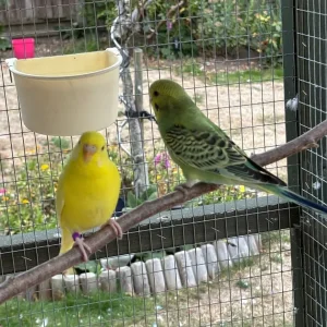 Baby budgies, May/June hatch, aviary bred