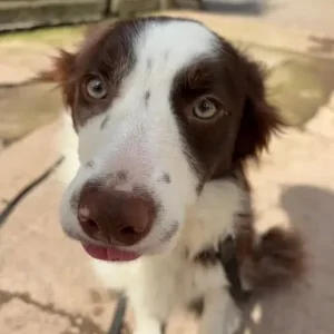 10-month-old female collie - Image 2