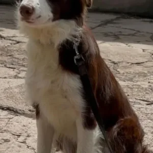 10-month-old female collie