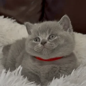 British Shorthair Kittens from a Family Home in Tandragee, Armagh City - Image 2