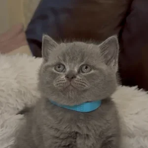 British Shorthair Kittens from a Family Home in Tandragee, Armagh City - Image 3